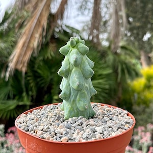Boobie Cactus, Myrtillocactus Geometrizans Cactus, Rare Cactus, Exotic Plant in 4", 6", 8" pot
