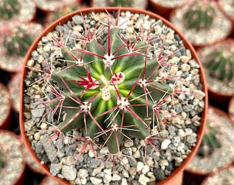 Devil’s Head Cactus, Horse Crippler Cactus, Live Plant in 2.5'', 6" pot