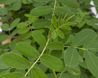 Popcorn Plant, Popcorn Cassia, Senna Didymobotrya, Tropical Plant in 4" pot