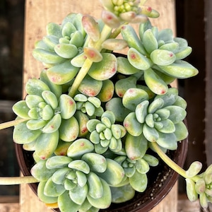 Sedum Clavatum, Tiscalatengo Gorge, Floral Succulent, Rock Garden Plant, Live Plant in 4&#39;&#39; pot