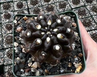 10 X 'black Widow' - Gymnocalycium Mihanovichii Hybrid Seeds - Rarely  Offered Cultivar - Etsy