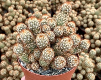 Ladyfinger Cactus, Mammillaria Elongata, Cactus Cluster in 4", 6" pot