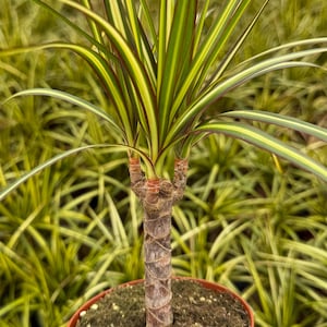 May include: A potted Dracaena marginata plant, also known as a dragon tree, with long, slender leaves. The leaves are green with yellow and red stripes. The plant is in a brown plastic pot, set against a backdrop of similar plants.