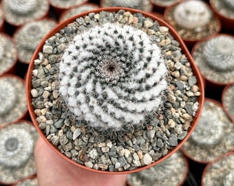 Mammillaria Chionocephall, Snowball Cactus, Powder Puff Cactus in 6" pot