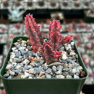 Rare Variegated Huernia Zebrina, Pink Succulent, Live Plant in 3&quot; pot