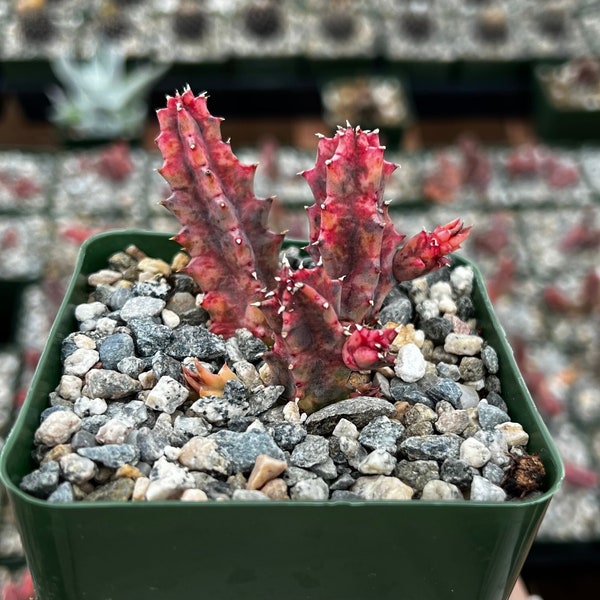 Rare Variegated Huernia Zebrina, Pink Succulent, Live Plant in 3" pot