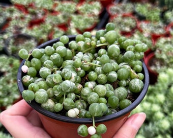 Variegated String of Pearls, Trailing Succulent, Hanging Plant in 2'', 4", 6'' pot