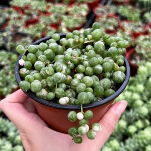 Variegated String of Pearls, Trailing Succulent, Hanging Plant in 2'', 4", 6'' pot