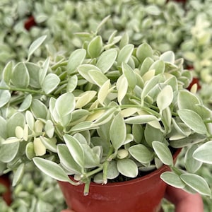 Variegated Dischidia Cascade, Variegated Succulent, Trailing Plant, Live Plant in 3&quot;, 4&quot; pot