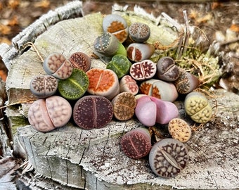 Lithops, Living Stones, Pebble Plants 0.3" to 0.7", Dintheranthus pole-evansii Golf Ball 0.6", Conophytum calculus 0.5", ship in bare roots