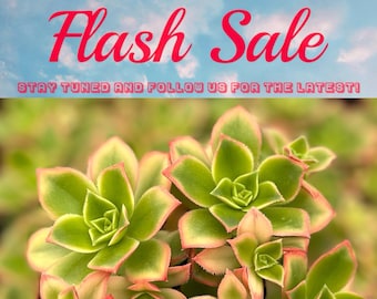 Limited Offer: 4'' Aeonium Kiwi 50% Off, Rosette Succulents with Pups, Cute Houseplant