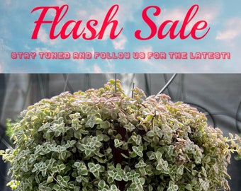 Limited Offer: 4'' Sedum Little Missy 50% Off, Variegated Succulent, Trailing Plant, Stonecrop Ground Cover Plant, Live Potted Plant