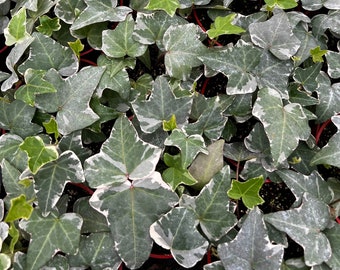 Glacier English Ivy, Trailing Plant, Climbing Plant, Easy Care House Plant in 4'' pot