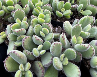 Bear’s Paw, Cotyledon Tomentosa, Potted Small Succulent, Cute Plant in 2'', 4'' pot