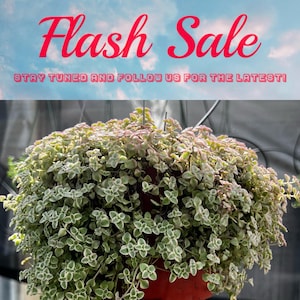 Limited Offer: 4'' Sedum Little Missy 50% Off, Variegated Succulent, Trailing Plant, Stonecrop Ground Cover Plant, Live Potted Plant