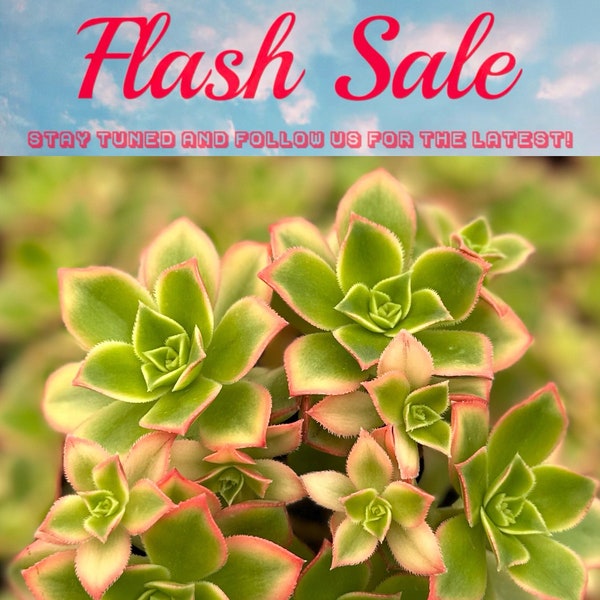 Limited Offer: 4'' Aeonium Kiwi 50% Off, Rosette Succulents with Pups, Cute Houseplant
