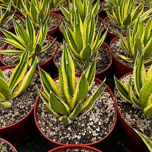 May include: A row of potted agave plants with green and yellow striped leaves. The plants are in terracotta pots and are arranged in a line.