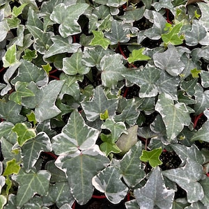 Glacier English Ivy, Trailing Plant, Climbing Plant, Easy Care House Plant in 4'' pot image 1