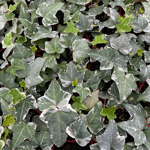 Glacier English Ivy, Trailing Plant, Climbing Plant, Easy Care House Plant in 4'' pot