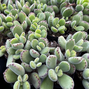 May include: A close-up of a group of small, green succulents with fuzzy, light green leaves and reddish-brown edges. The succulents are growing in small pots.
