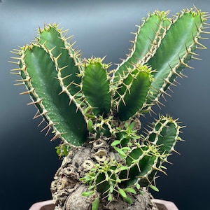 Euphorbia Mlanjeana, Exotic Rare Plant, Unique Plant Collection, Ship in Bare Root image 1