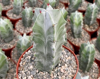 Grey Ghost Organ Pipe, Stenocereus Pruinosus, Rare Cactus in 2", 6" pot