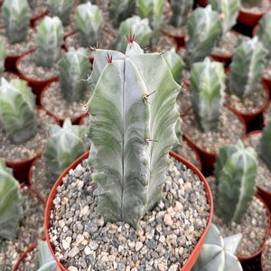 Grey Ghost Organ Pipe, Stenocereus Pruinosus, Rare Cactus in 2&quot;, 4&quot;, 6&quot; pot