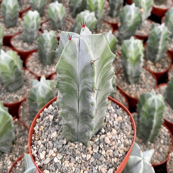 Grey Ghost Organ Pipe, Stenocereus Pruinosus, Rare Cactus in 2", 6" pot