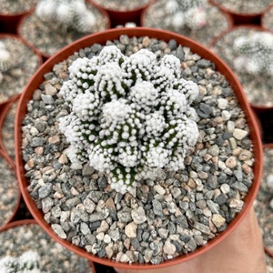 May include: A small white cactus with green stems and white spines growing in a brown pot filled with small gray rocks.