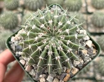 Notocactus, Parodia Buiningii, Rare Cactus in 3" pot