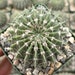 see more listings in the Cactus Lover section