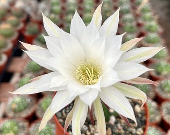 Easter Lily Cactus, Echinopsis Oxygona, Flowering Cactus, Live Plant in 6" pot