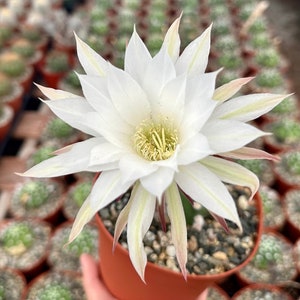 Easter Lily Cactus, Echinopsis Oxygona, Flowering Cactus, Live Plant in 6&quot; pot