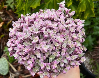 Callisia Repens, Pink Lady Plant, Pink Panther, Creeping Inch Plant, Turtle Vine, Pink Tradescantia, Cute Plant in 2", 4", 6" pot