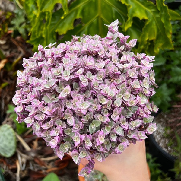 Callisia Repens, Pink Lady Plant, Pink Panther, Creeping Inch Plant, Turtle Vine, Pink Tradescantia, Cute Plant in 2", 4", 6" pot