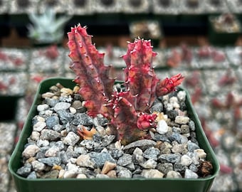 Rare Variegated Huernia Zebrina, Pink Succulent, Live Plant in 3" pot