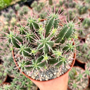 Euphorbia Ferox Clusters, African Milk Barrel, Live Plant in 3.5&quot;, 6&quot; pot