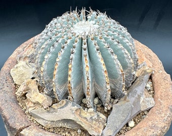 Geohintonia Mexicana, Rare Cactus, Exotic Plant Collection, Large Cactus, Ship in Bare Root