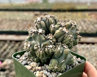 Ming Thing Cactus, Cereus Forbesii Monstrose, Rare Cactus, Small Cactus in 2.5'', 3.5", 6" pot