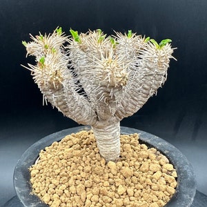 Euphorbia Guillauminiana, Exotic Succulent, Super Rare Plant, Unique Plant Collection, Ship in Bare Root