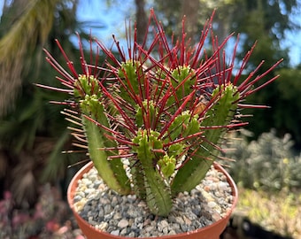 Euphorbia Enopla, Pincushion Euphorbia, Red Thorn Cactus, Live Plant in 6" pot