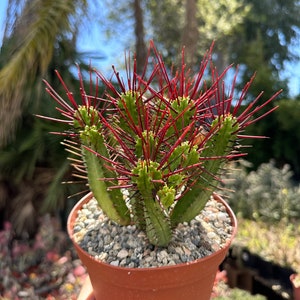 Euphorbia Enopla, Pincushion Euphorbia, Red Thorn Cactus, Live Plant in 6" pot
