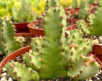 Euphorbia Resinifera, Spurge de resina, Suculenta rara, Planta viva en maceta de 6"