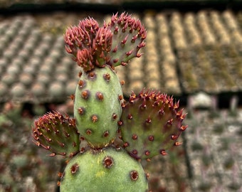 Opuntia Santa Rita Red Prickly Pear Live Cactus in 2",  3", 6" pot