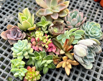 Succulent Cuttings Colorful Succulent Plants No Root