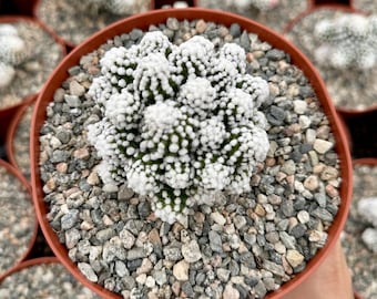 White Snowcap Cactus, Mammillaria Gracilis, Rare Cactus in 3.5", 6" pot