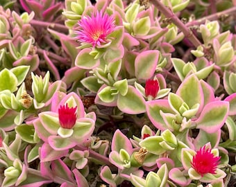 Variegated Baby Sun Rose, Ice Plant, Pink Succulent, Rare Plant in 2", 4" Pot