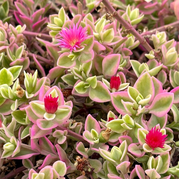 Variegated Baby Sun Rose, Ice Plant, Pink Succulent, Rare Plant in 2", 4" Pot