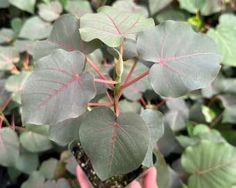 Rock Fig, Petiolate Fig, Ficus Petiolaris, Rare plant in 4" pot