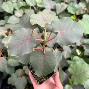 Rock Fig, Petiolate Fig, Ficus Petiolaris, Rare plant in 4&quot; pot